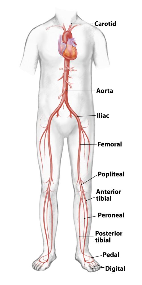 Vascular Anatomy Diagram